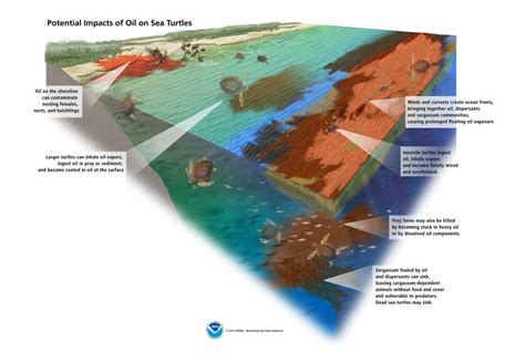 How Do Oil Spills Affect Sea Turtles? | NOAA's Office of Response ...