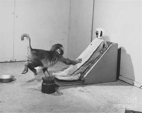 Harlow Monkey Experiment Photograph by Science Source | Fine Art America