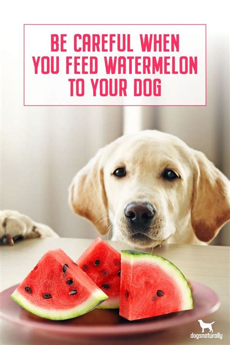 Watermelon for dogs – Artofit