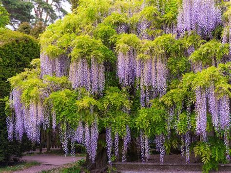 Growing Wisteria In Zone 3: Types Of Wisteria For Cold Climates