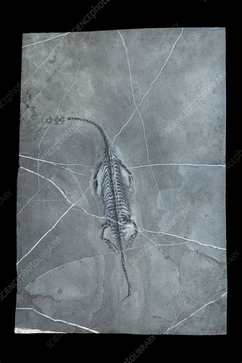 Prehistoric reptile fossil - Stock Image - C013/6836 - Science Photo Library