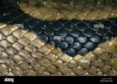 Snake skin close up hi-res stock photography and images - Alamy