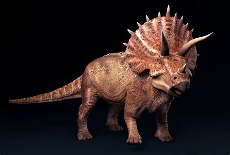 3D model Triceratops dinosaur VR / AR / low-poly | CGTrader