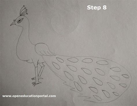 How to Draw a Peacock Easy | Step-By-Step Easy Guide