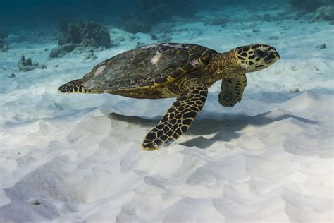 Hawksbill sea turtle (Eretmochelys imbricata)