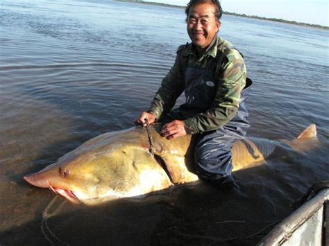 Big Fishes of the World: STURGEON KALUGA (Huso dauricus)