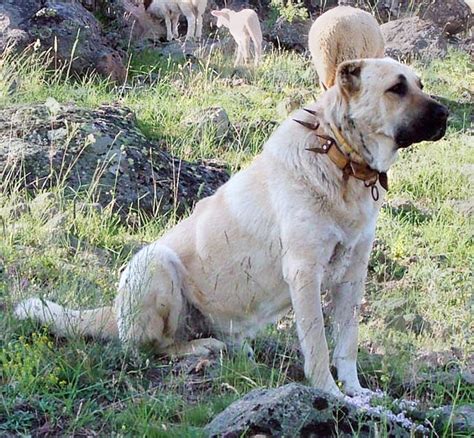 Κάνγκαλ Τουρκίας - Kangal Dog - Πληροφορίες για τη ράτσα σκύλου