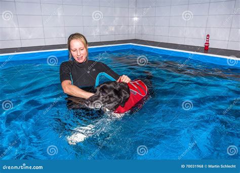 Dog swimming stock photo. Image of therapeutical, swim - 70031968