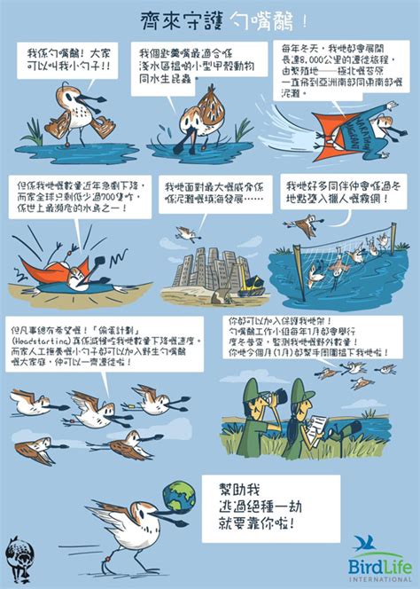 Green Humour: Spoonbilled Sandpiper Conservation