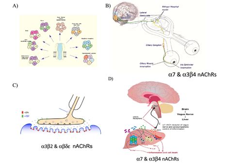 Nicotinic acetylcholine receptors and their distribution in various ...