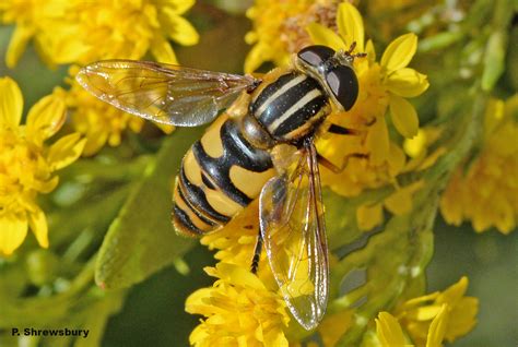 Flies that mimic wasps: Masquerading syrphid fly, Helophilus sp. — Bug of the Week