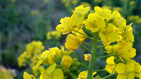 Free stock photo of canola flower, winter