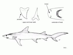 Snaggletooth Shark | Hemipristis elongata | Shark Database