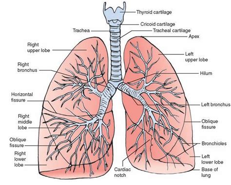 b. Label the parts of the lungs - Brainly.ph