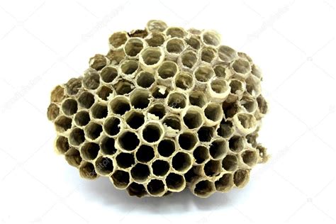 Bee Hive honey — Stock Photo © porjai #47523405