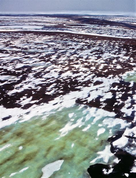 Arctic Tundra in June, Prudhoe Bay Oil Field, Alaska 1986 | Flickr