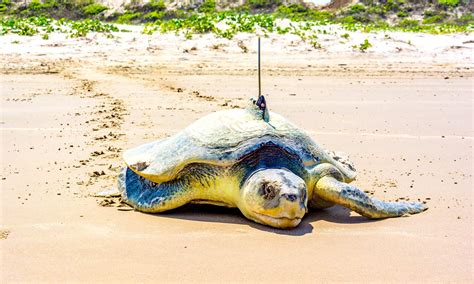 15 Endangered Species In Texas - A-Z Animals