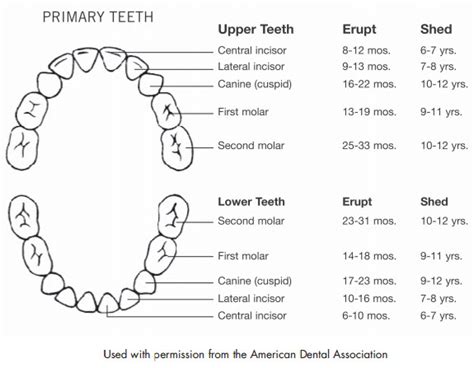 How Long Does It Take for Babies to Get Teeth - Khull Somearesove46