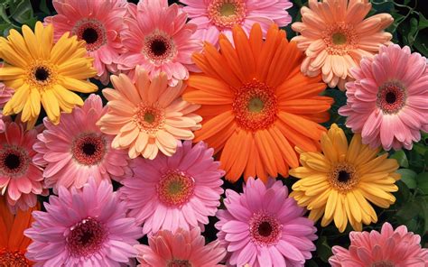 Colorful Daisies Wallpapers - Top Free Colorful Daisies Backgrounds ...