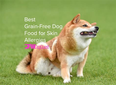 5 Best Grain-Free Dog Food for Skin Allergies [2022]
