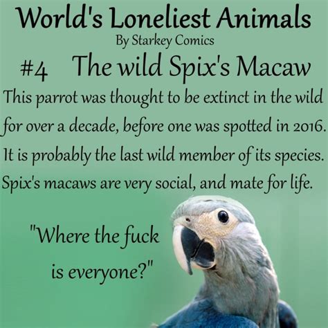 The World's Loneliest Animals - Starkey Comics