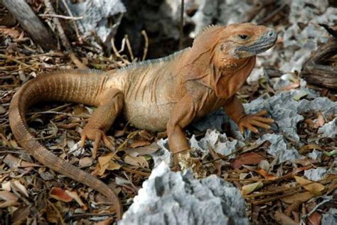 Jamaican Iguana Conservation Program Marks 20 Years of Success, Faces Worries about Next 20 ...