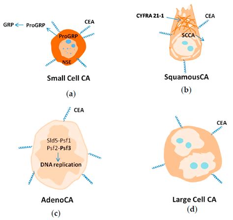 Cancers | Free Full-Text | Current and Prospective Protein Biomarkers of Lung Cancer