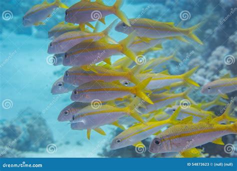 Goat fish stock image. Image of alam, wild, reef, forsskali - 54873623