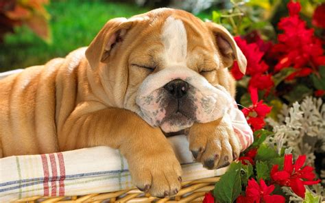 White and tan American Bulldog puppy sleeping on basket HD wallpaper | Wallpaper Flare