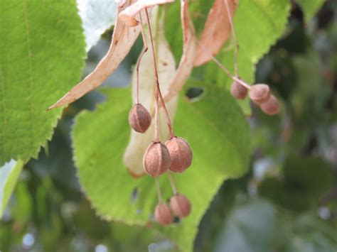 Tilia cordata (Little-Leaf Linden, Littleleaf Linden, Small Leaf Lime ...