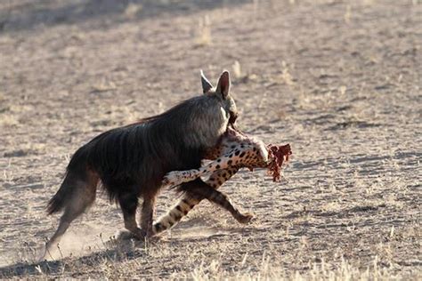 Cheetah vs brown hyena : r/natureismetal