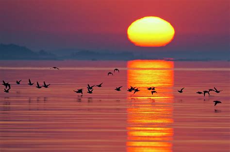 Long-tailed Duck Flying Low Over Water At Sunset, Finland Photograph by ...