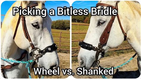 Picking a Bitless Bridle - Comparison between shanked hackamore and wheel hackamore - YouTube