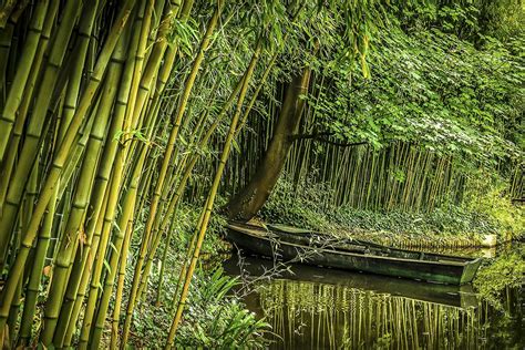 What Bamboo Grows Well In Swampy Soil? | Bamboo Plants HQ