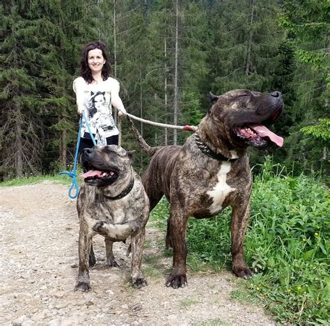 Tina & Varro / Presa Canario / Varro Bull Kennel / Romania | Giant dogs, Huge dogs, Big dogs