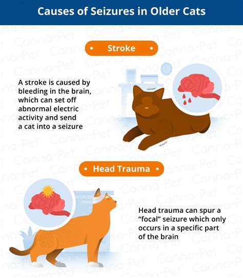 51 Top Photos Cat Having Stroke Symptoms / How to Identify if Your Cat ...