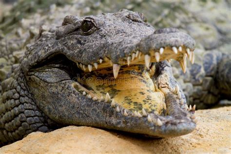 Crocodile Is Cooling Down With Mouth Open Stock Photo - Image: 26768450