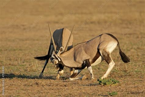 Fighting Gemsbok, Kalahari desert Stock Photo | Adobe Stock