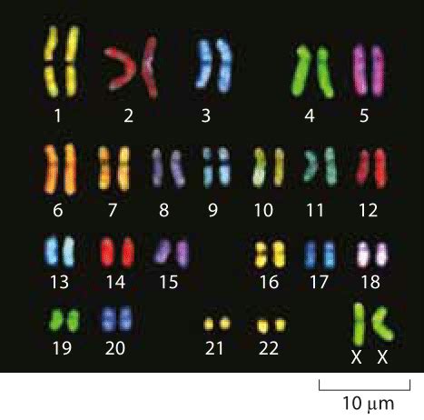 A Summer of Genomics (2020)