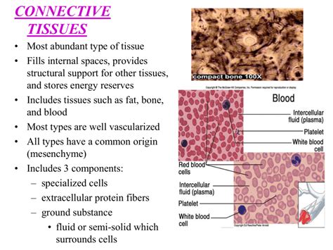 Cells In Connective Tissue