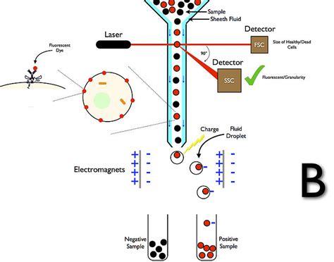 What is the Difference Between Flow Cytometry and FACS - Pediaa.Com