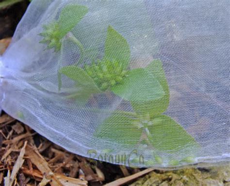 Hepatica: Pollination, seeds & germination – Botanically Inclined ...