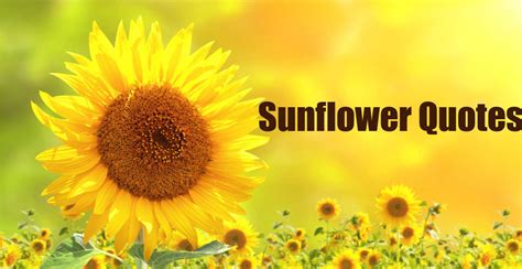 Short Essay On Sunflower Flower In Hindi | Best Flower Site