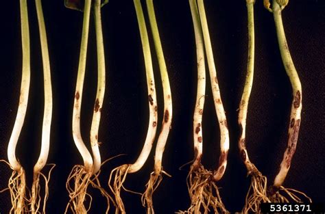 Rhizoctonia damping-off, blight and rot (Rhizoctonia solani J.G. Kühn)