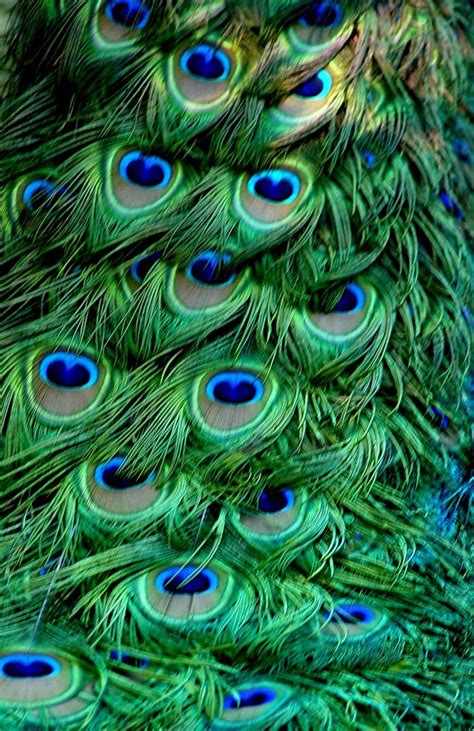 Peacock tail Free Photo Download | FreeImages