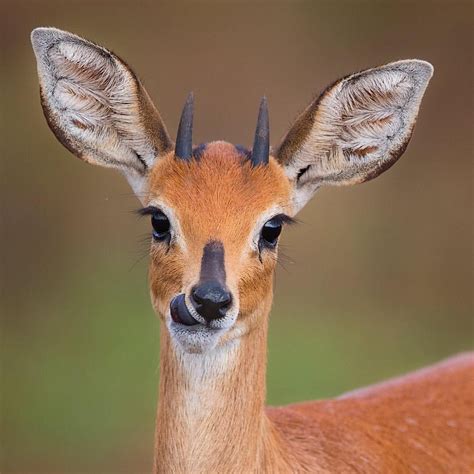 Steenbok antelope from Kruger National Park, South Africa.