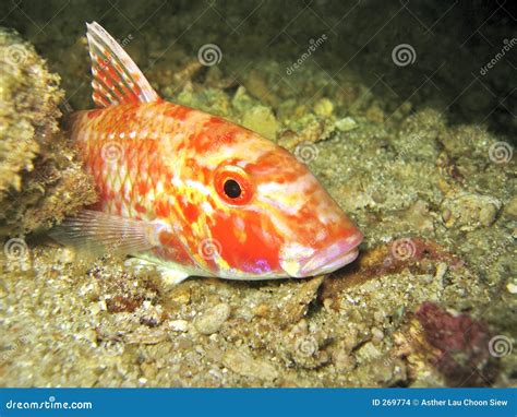 Goat Fish stock photo. Image of ocean, goatfish, orange - 269774