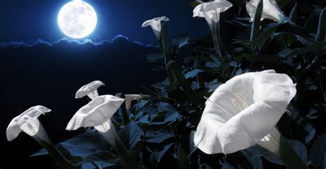 You Can Plant a Magical Moon Garden That Blooms at Night - The Keeper ...