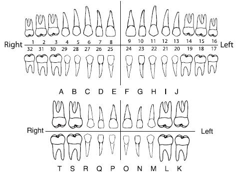 Printable Dental Teeth Numbering Chart