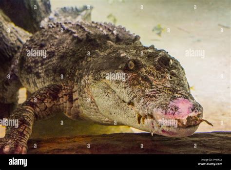 King Croc in Dubai Aquarium and underwater Zoo Stock Photo - Alamy